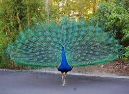 A Peacock